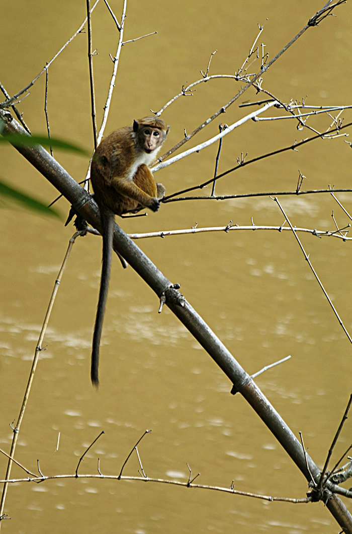 Canon EOS 650D (EOS Rebel T4i / EOS Kiss X6i) sample photo. Little monkey on the river photography