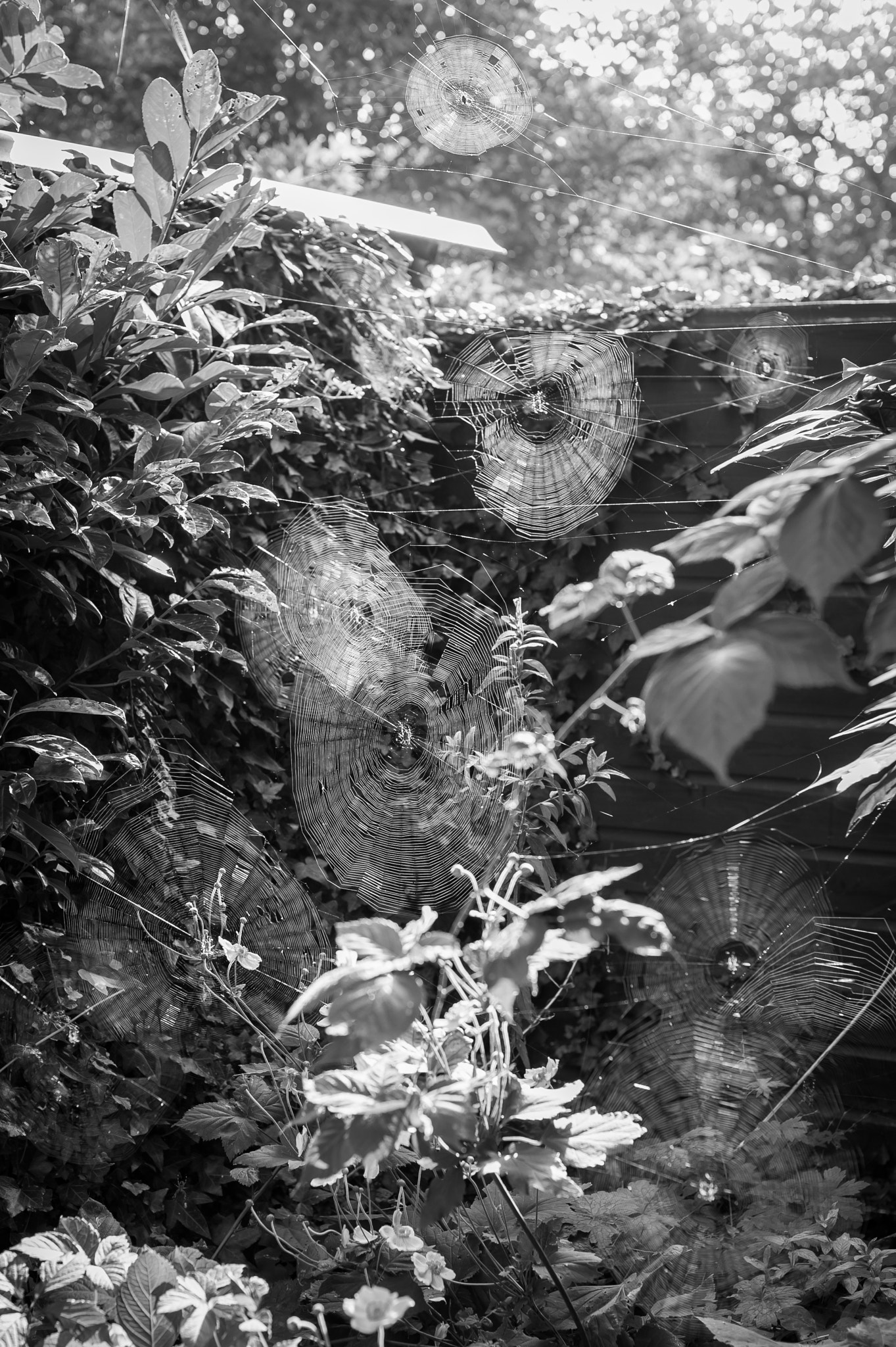 Nikon D3 + Nikon AF-S Nikkor 50mm F1.4G sample photo. Spider family webs photography