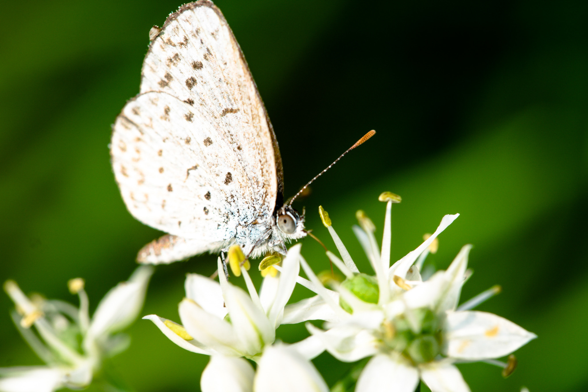 Samsung NX1 + NX 60mm F2.8 Macro sample photo. Butterfly photography