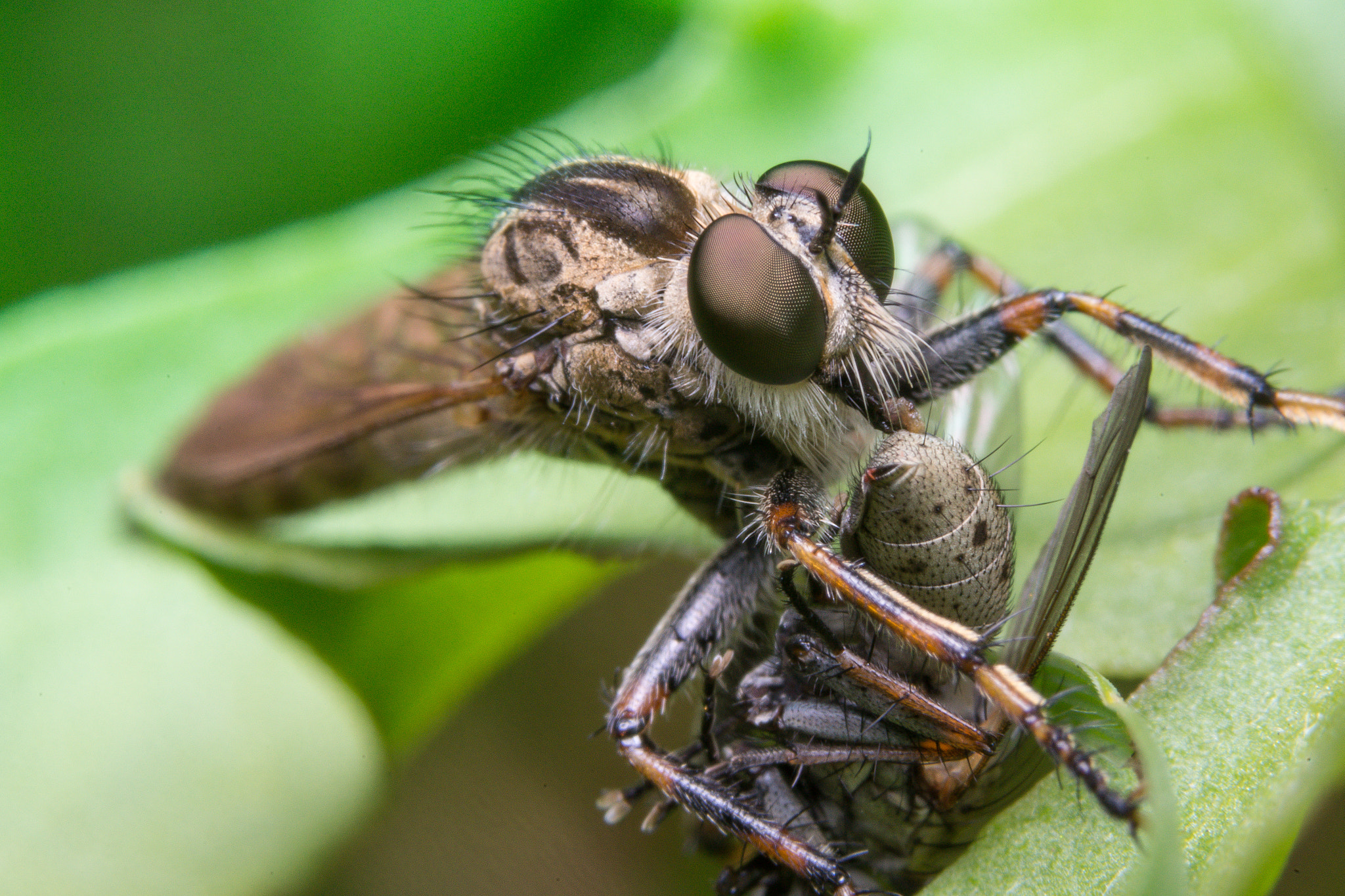 Sony a99 II sample photo. Robber fly photography