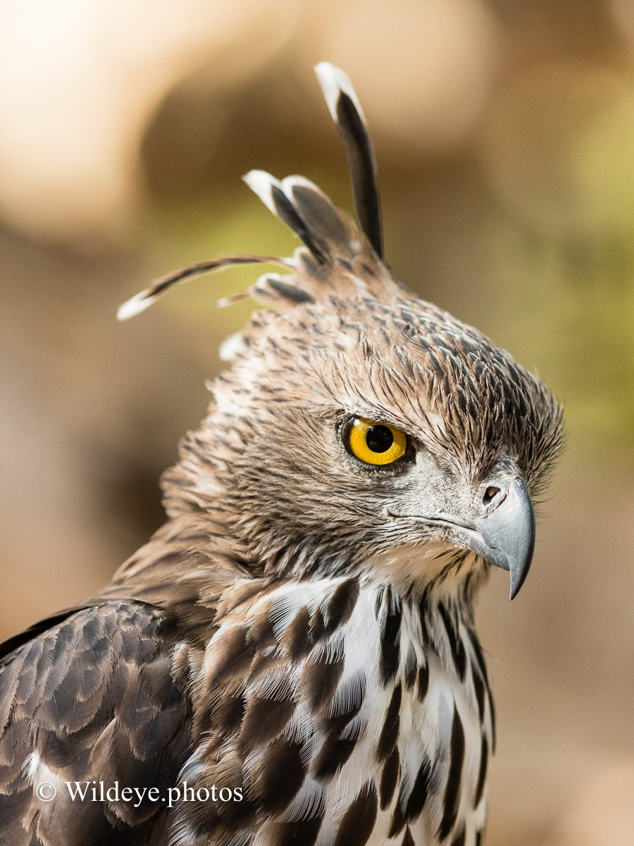 Canon EOS 7D Mark II sample photo. Changeable hawk eagle photography