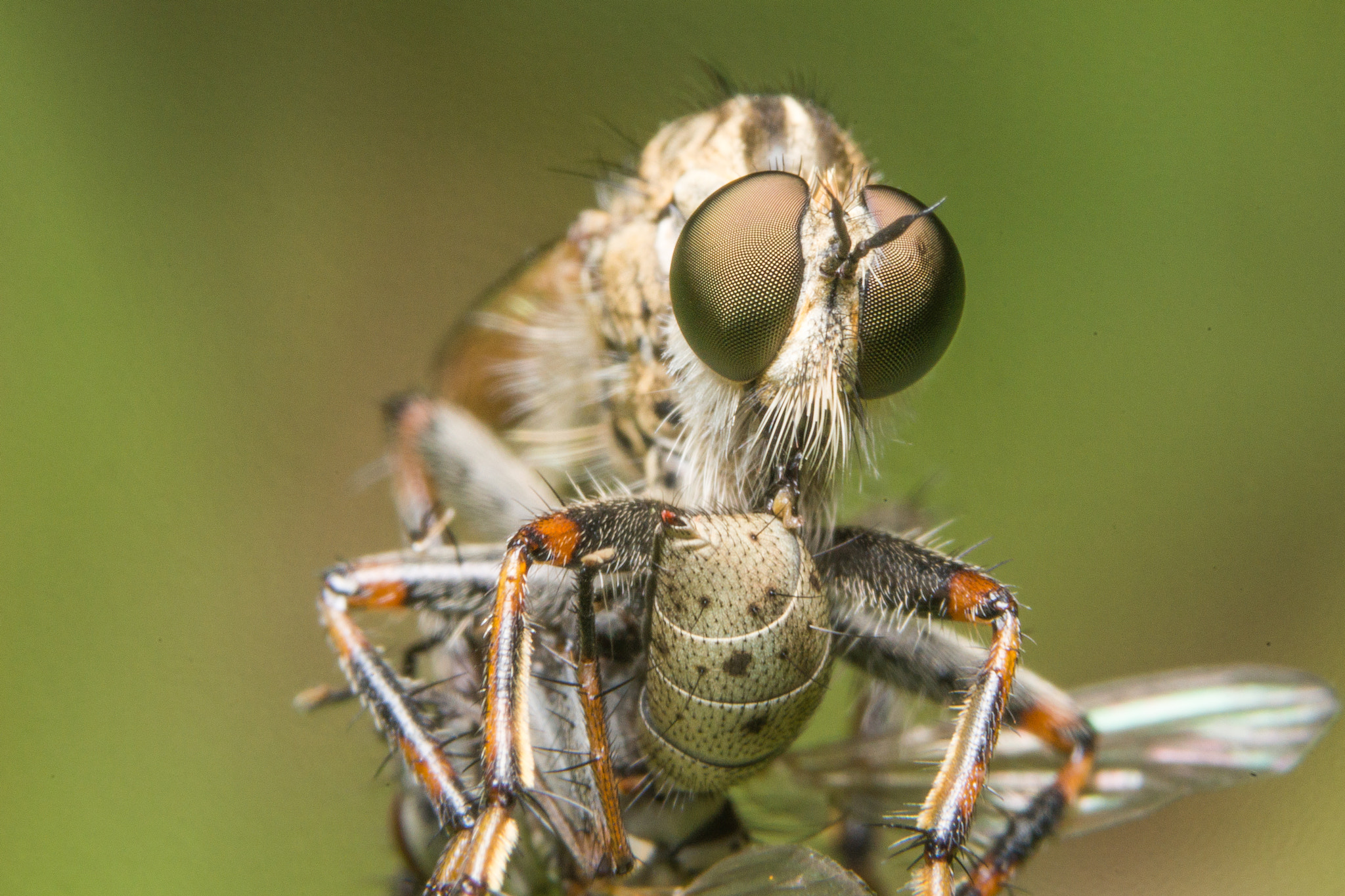 Sony a99 II + 90mm F2.8 Macro SSM sample photo. Robber fly photography