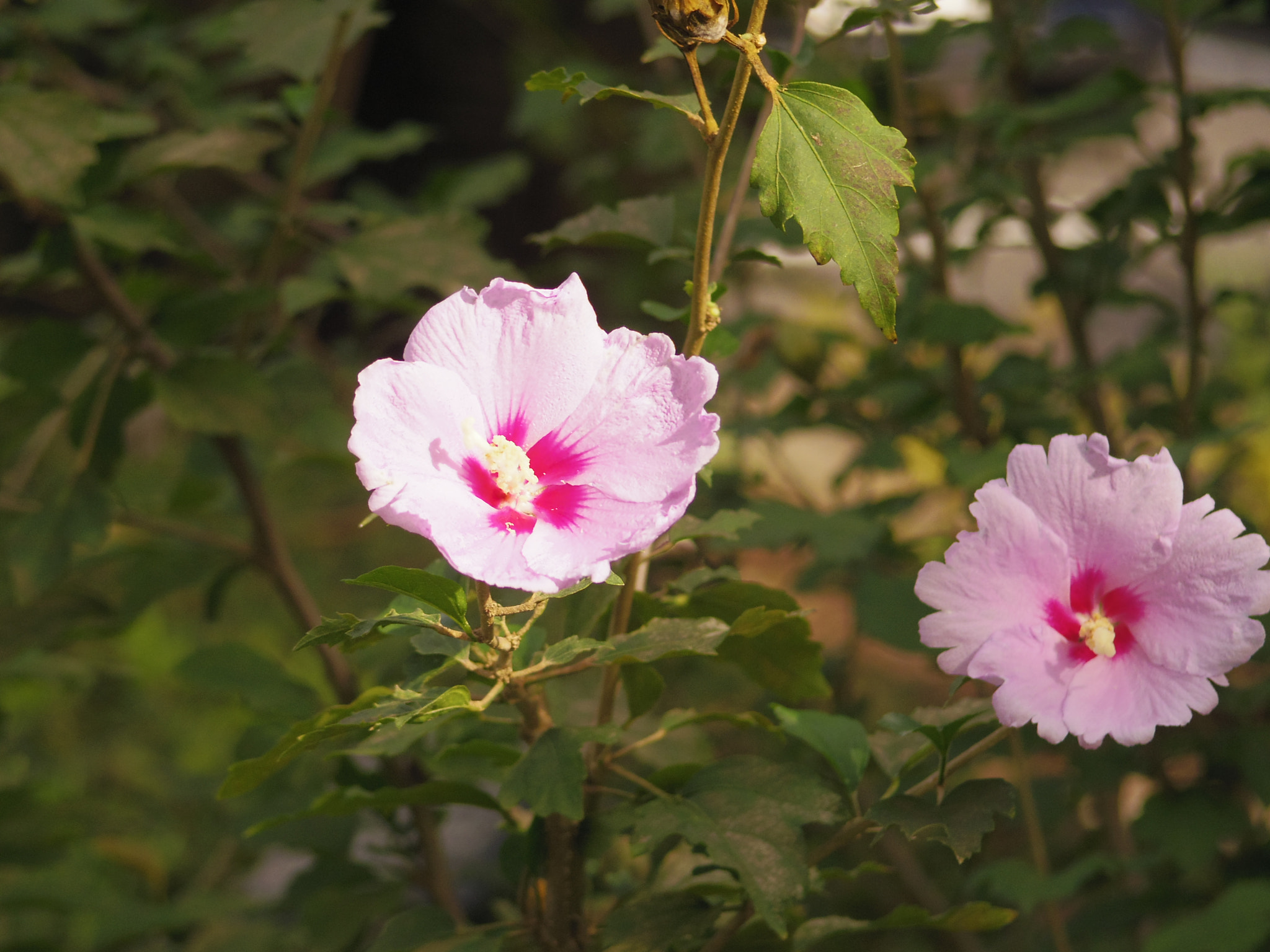 Pentax 06 Telephoto 15-45mm sample photo. Two flower brothers photography