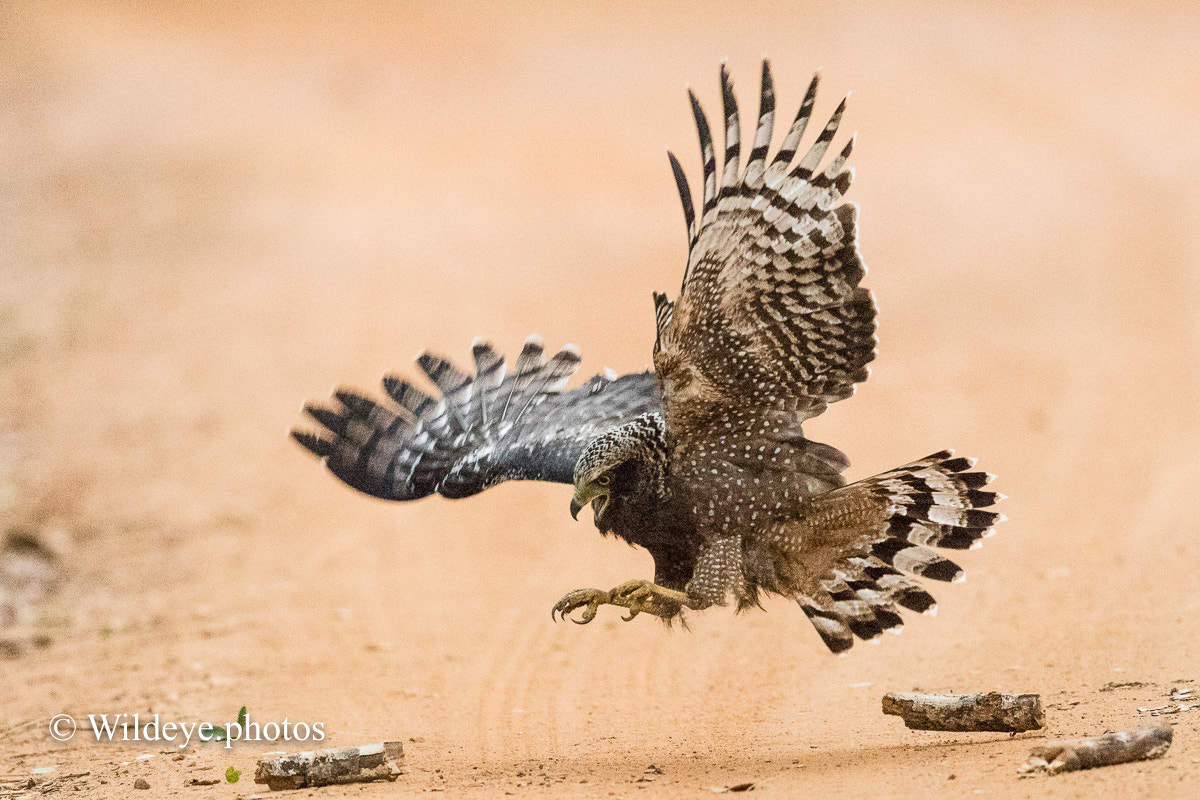 Canon EF 600mm F4L IS II USM sample photo. Practice photography