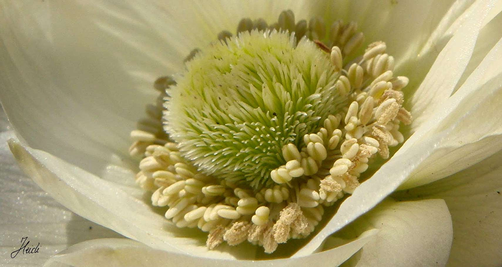 Sony DSC-T77 sample photo. ~ anemone ~ photography