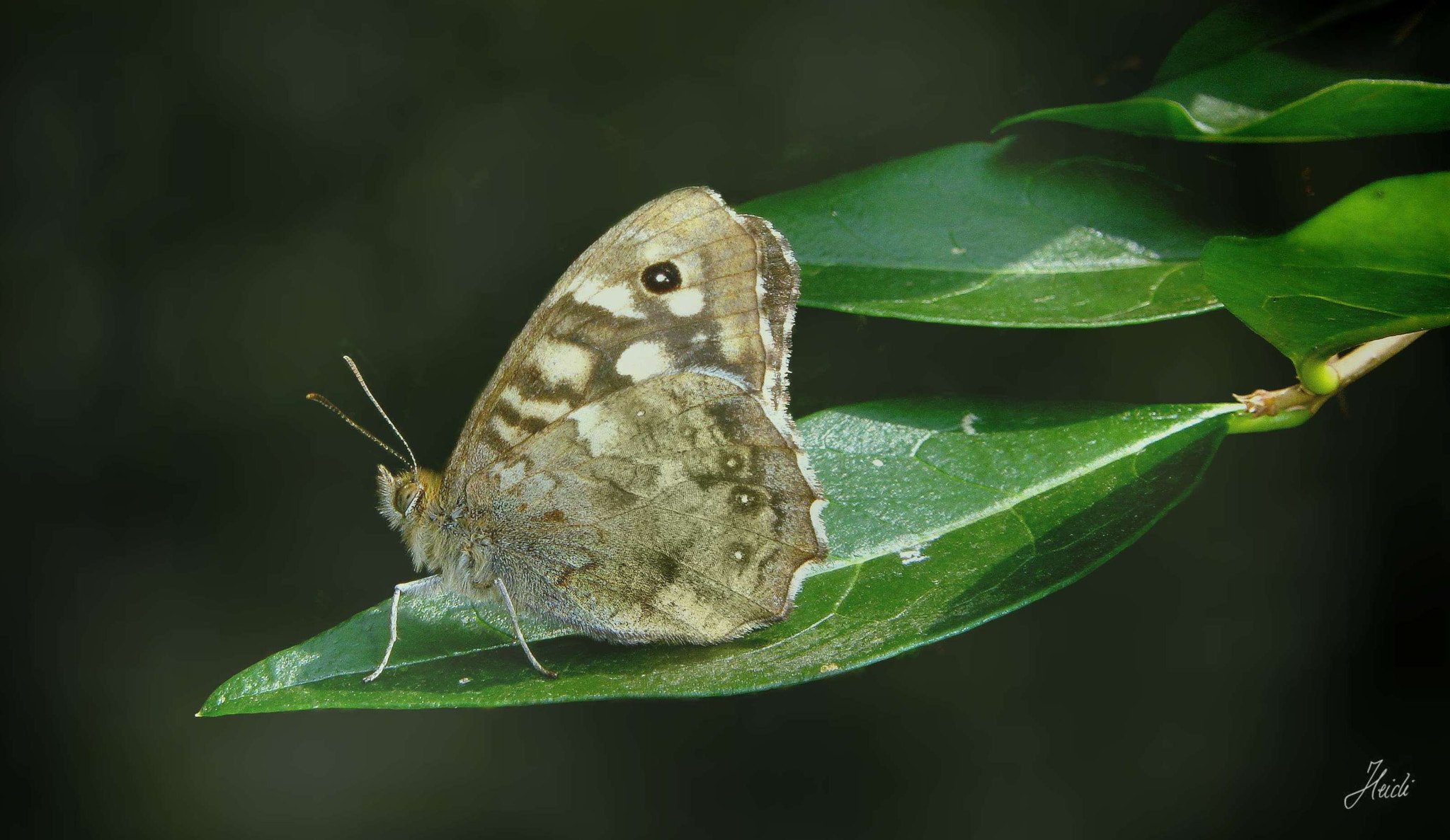 Sony DSC-T77 sample photo. ~ butterfly ~ waldbrettspiel photography