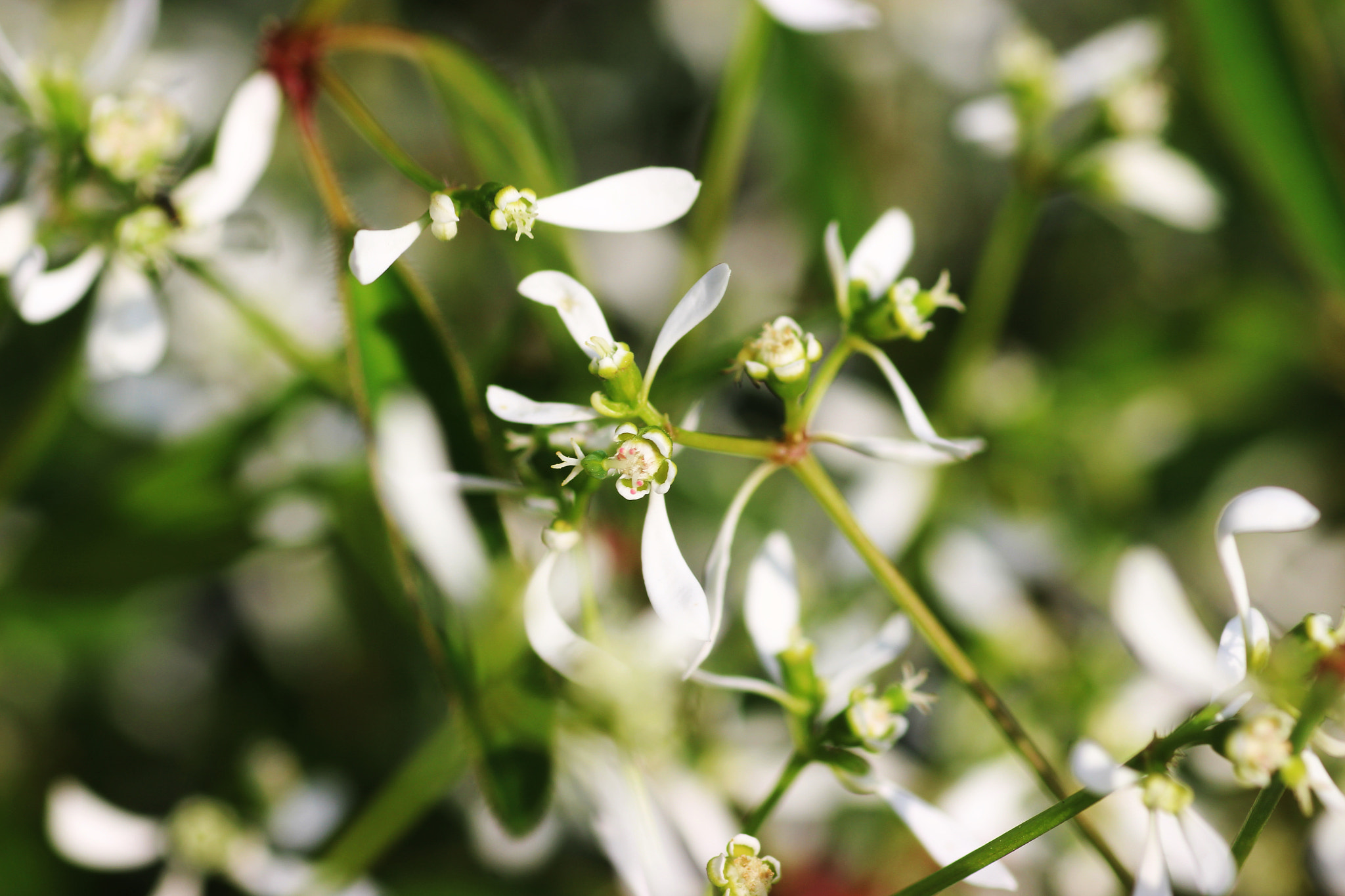 Canon EOS 600D (Rebel EOS T3i / EOS Kiss X5) + Tamron SP AF 90mm F2.8 Di Macro sample photo. Autumn flower. photography