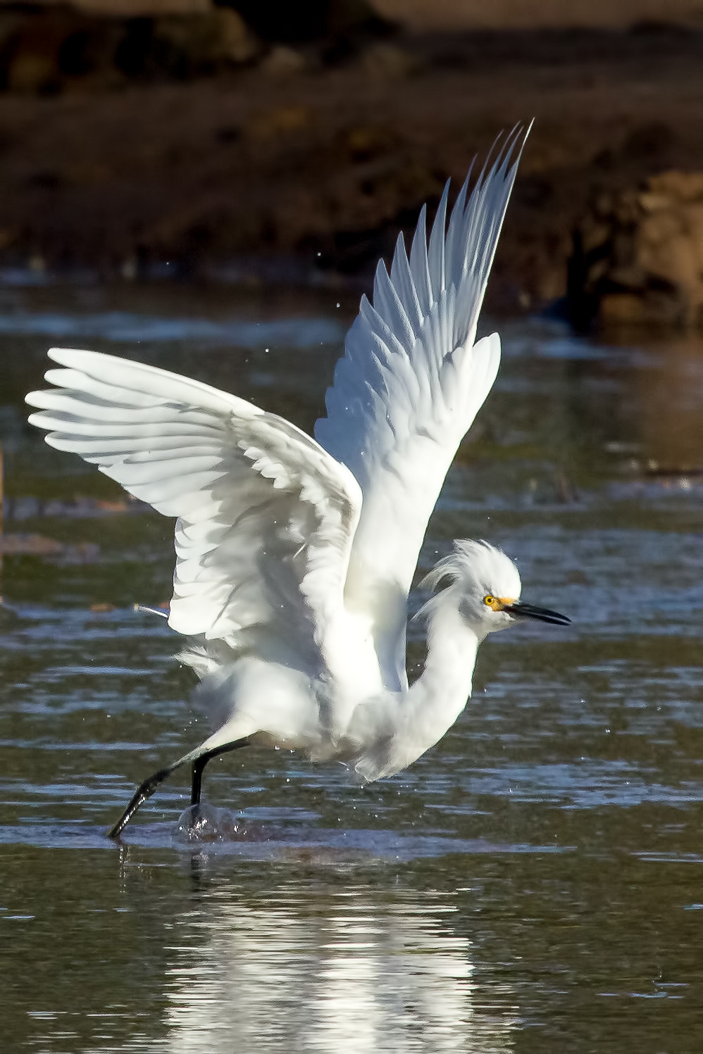 Canon EF 100-400mm F4.5-5.6L IS USM sample photo. Egretta thula photography