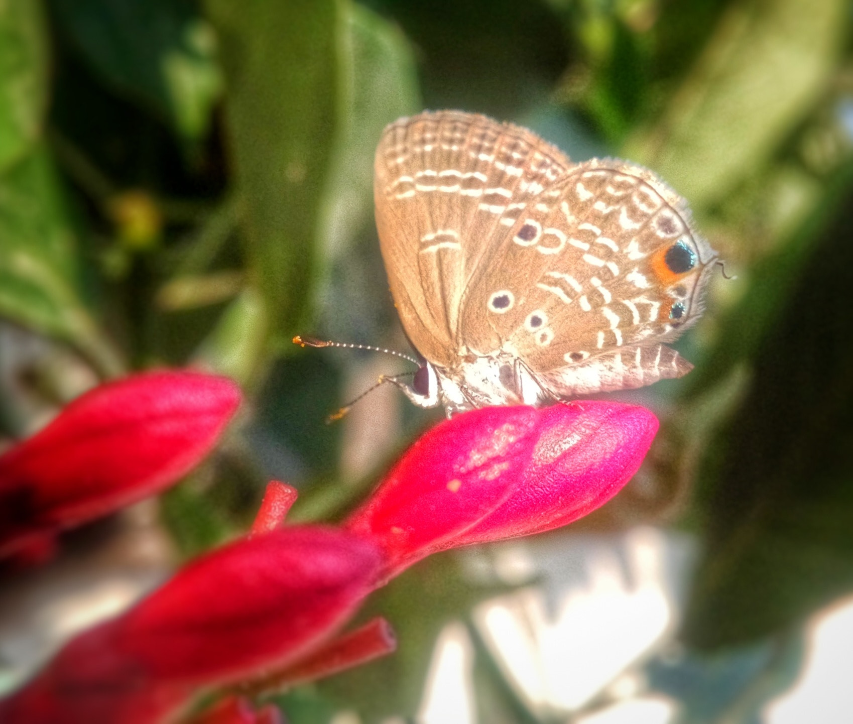 HUAWEI Honor3 sample photo. Butterfly photography