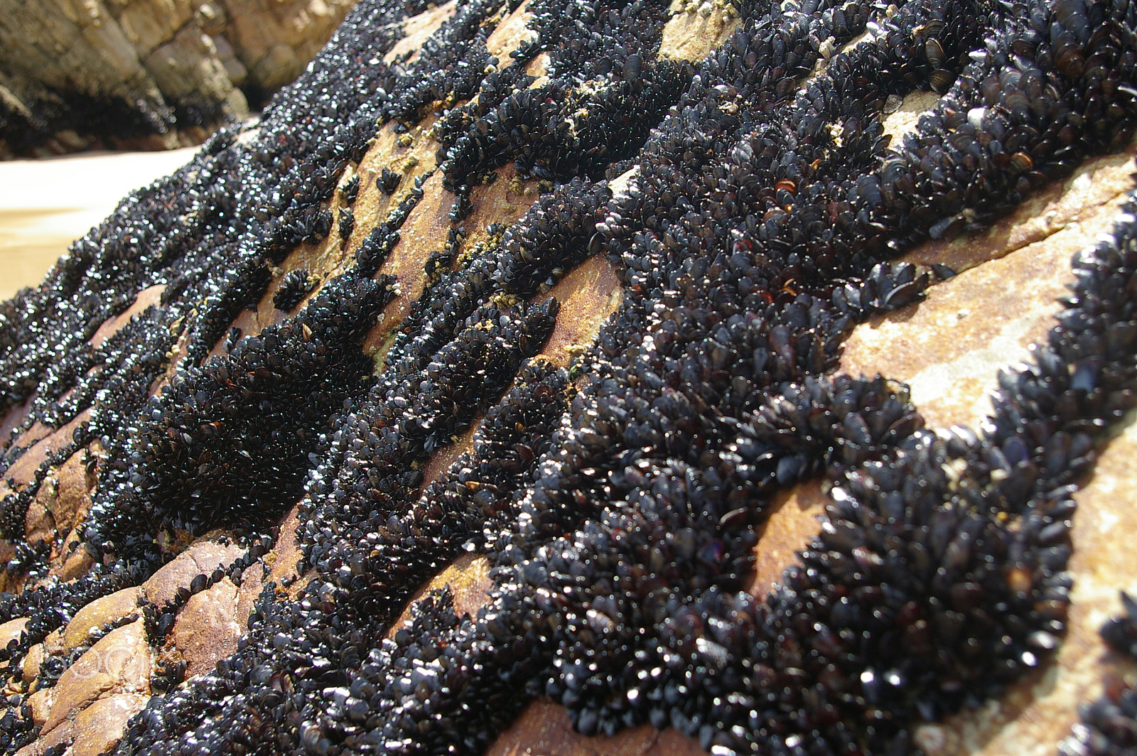Pentax *ist DL2 sample photo. Fresh mussels photography