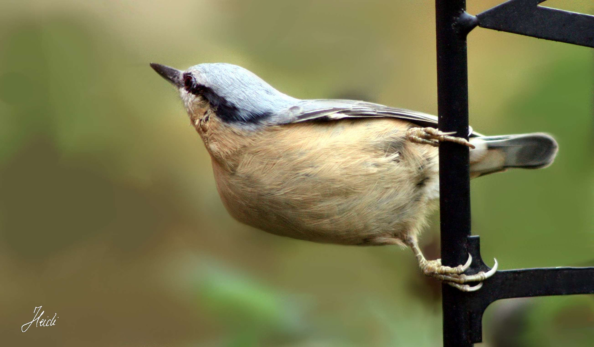 Canon EOS 1000D (EOS Digital Rebel XS / EOS Kiss F) + Canon EF 28mm F2.8 sample photo. ~ nuthatch ~ photography