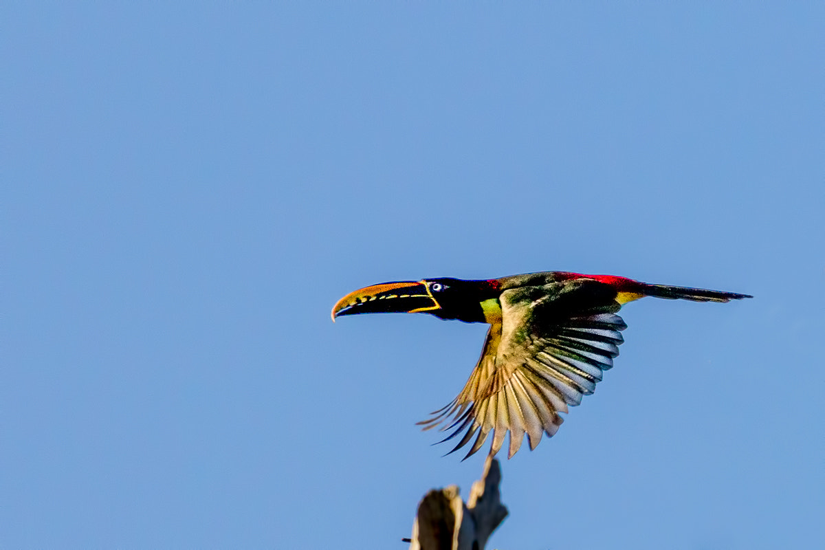 Canon EF 100-400mm F4.5-5.6L IS USM sample photo. Pteroglossus castanotis photography