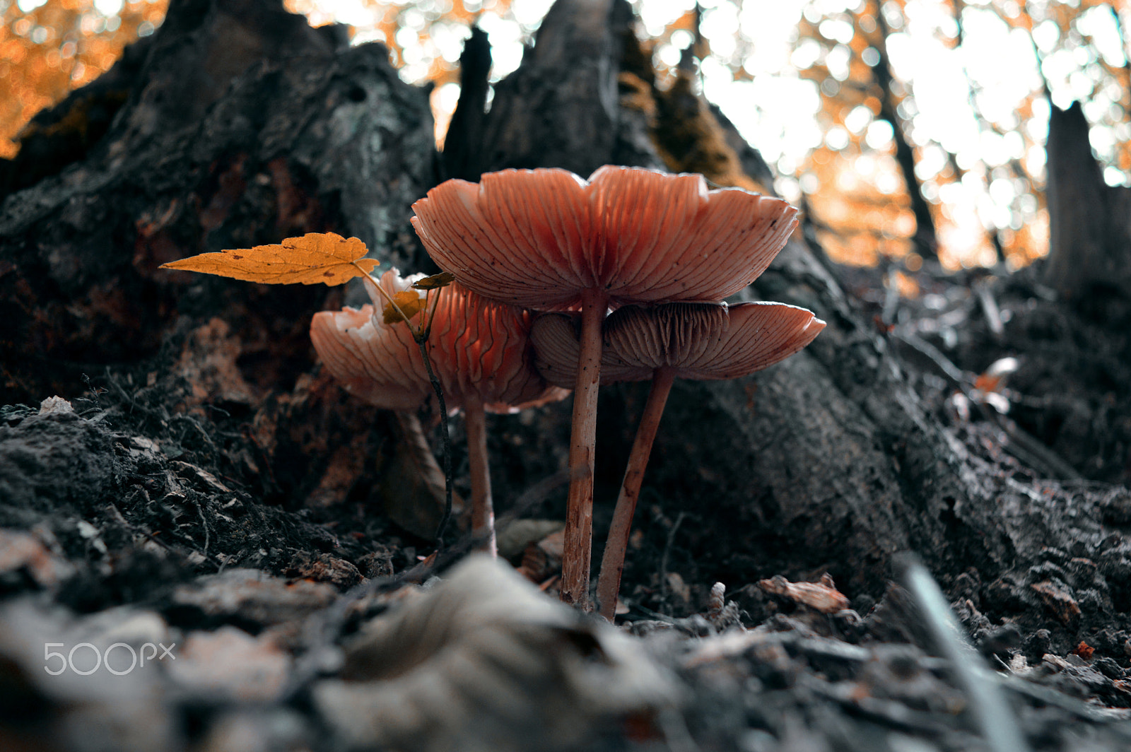 Nikon D3200 sample photo. Mystical mushrooms photography