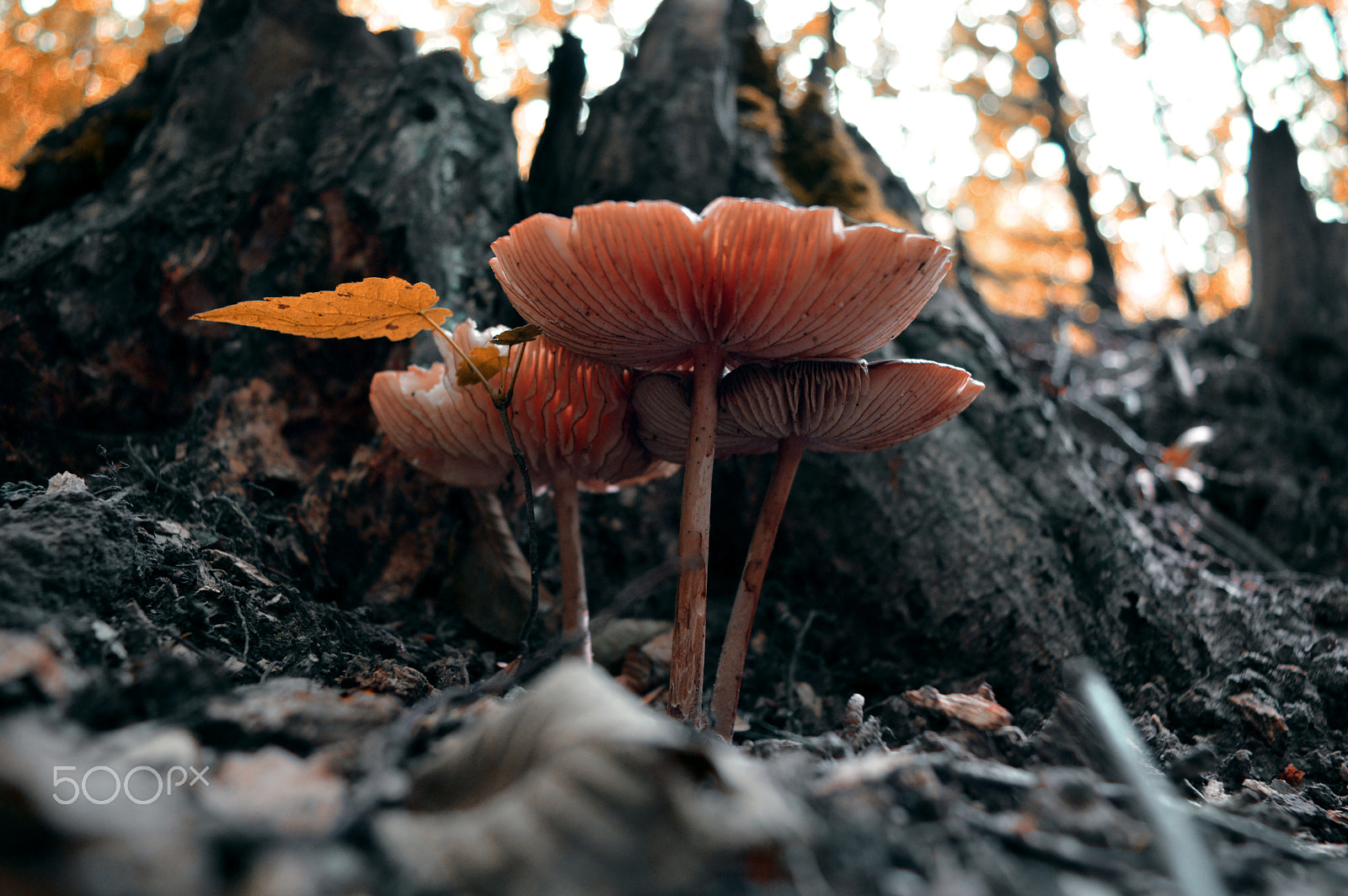 Nikon AF-S Nikkor 18-35mm F3.5-4.5G ED sample photo. Mystical mushrooms photography