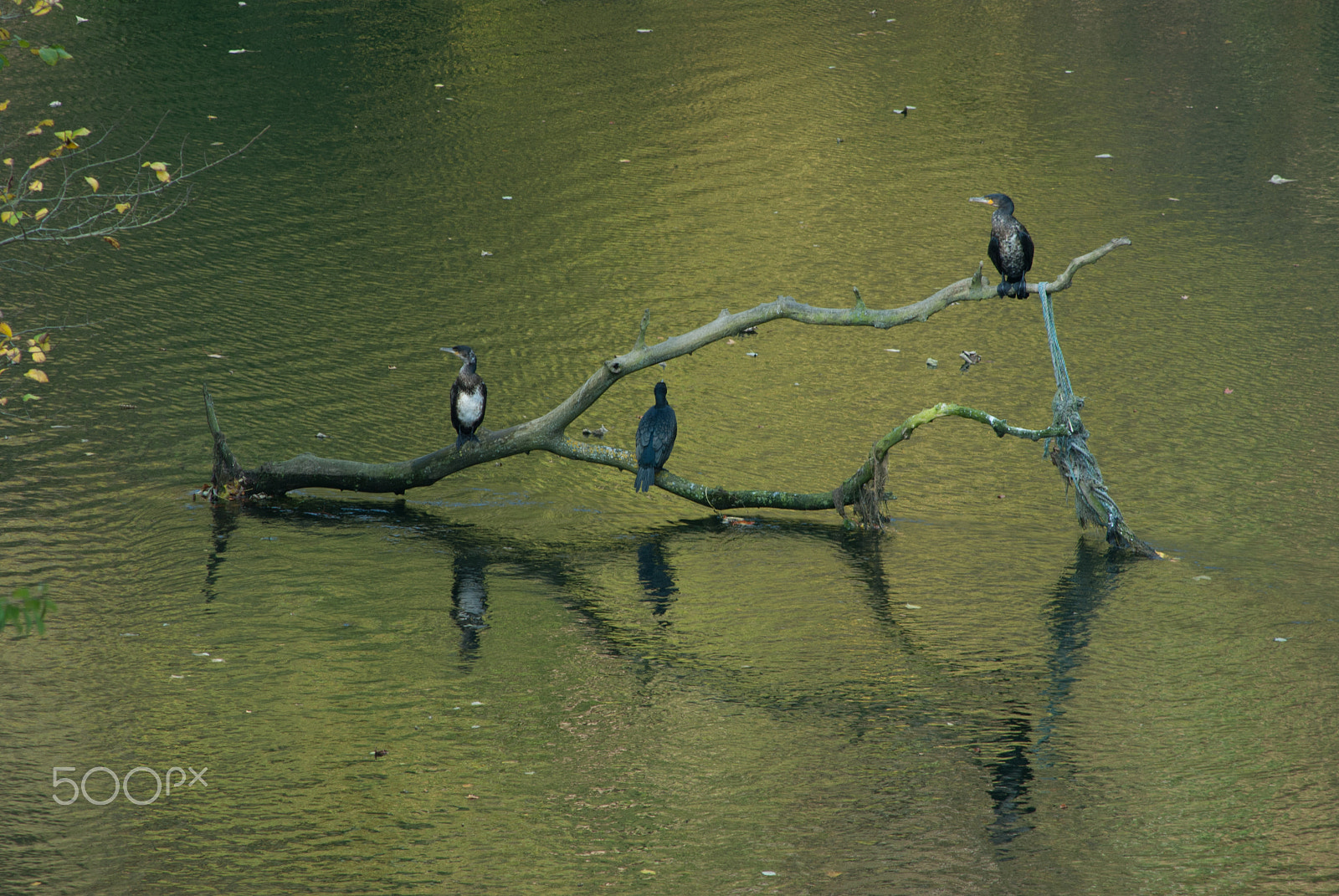 Nikon D200 sample photo. Cormorants, river don, old aberdeen photography