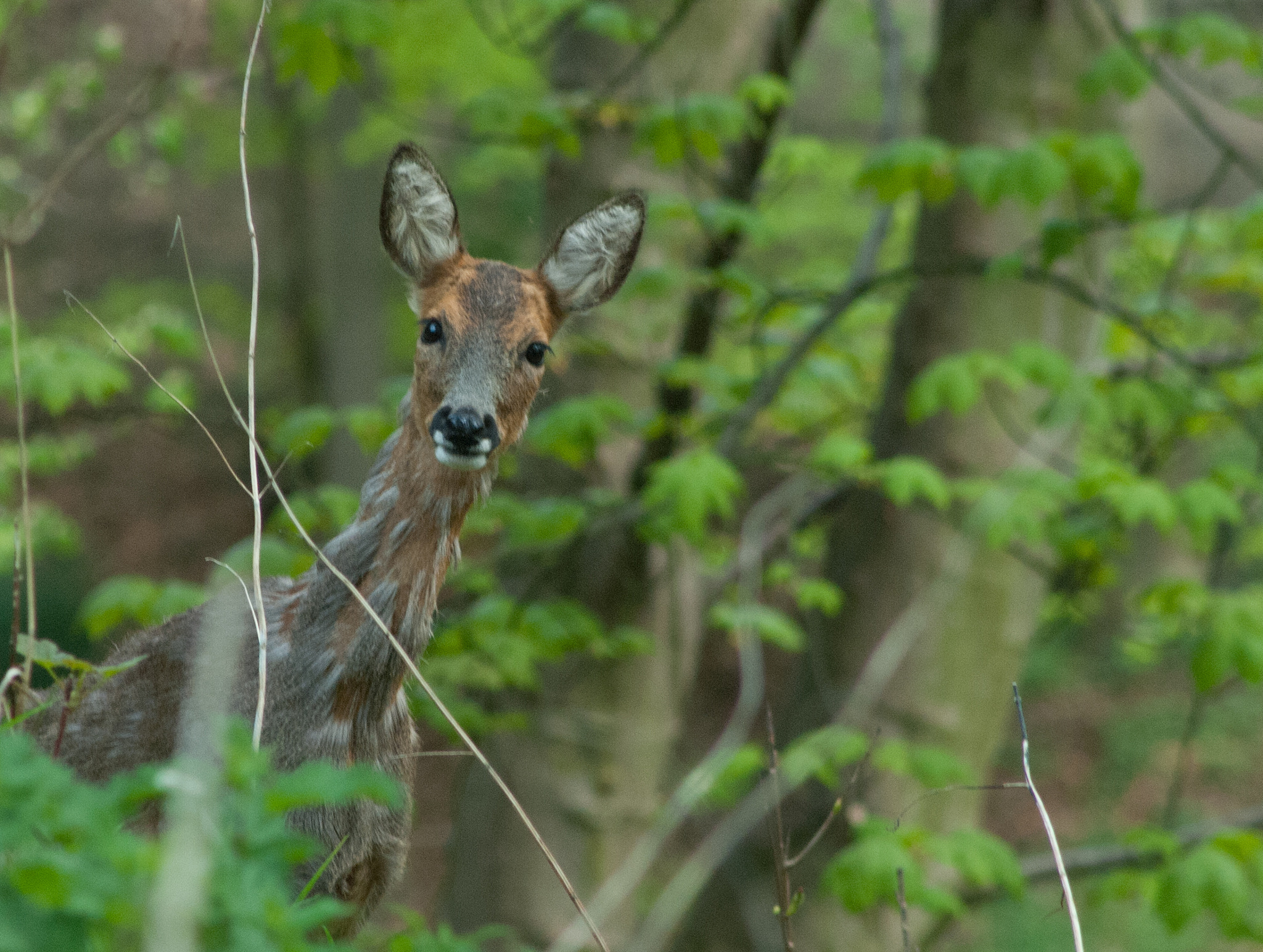 Nikon D200 sample photo. Roe deer, aberdeen, scotland photography