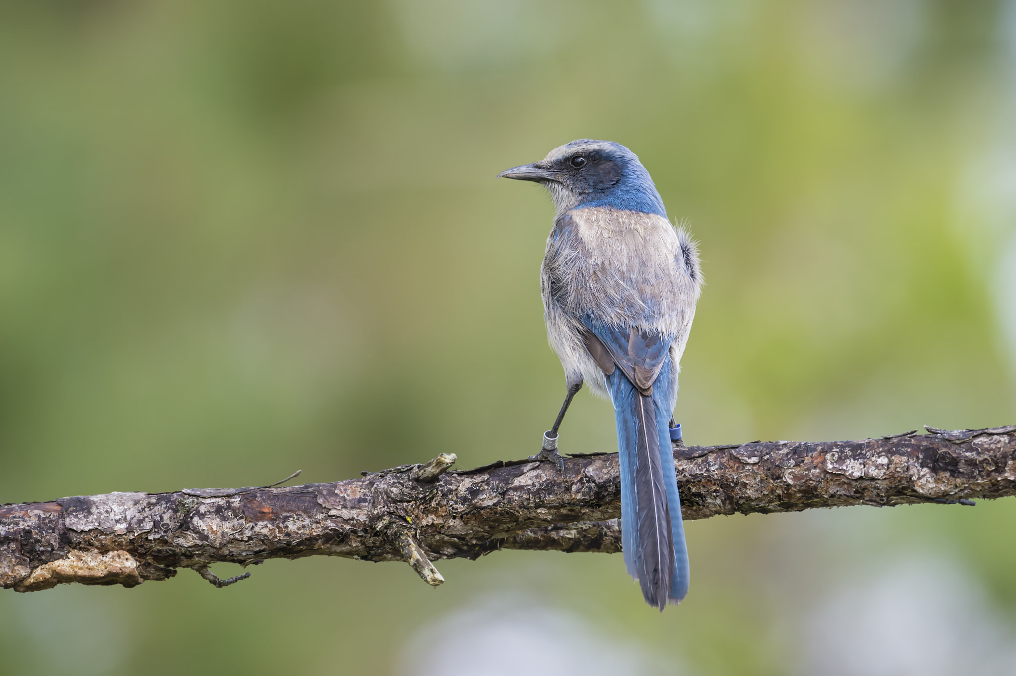 Nikon D4 + Nikon AF-S Nikkor 600mm F4G ED VR sample photo. A scrub jay... photography