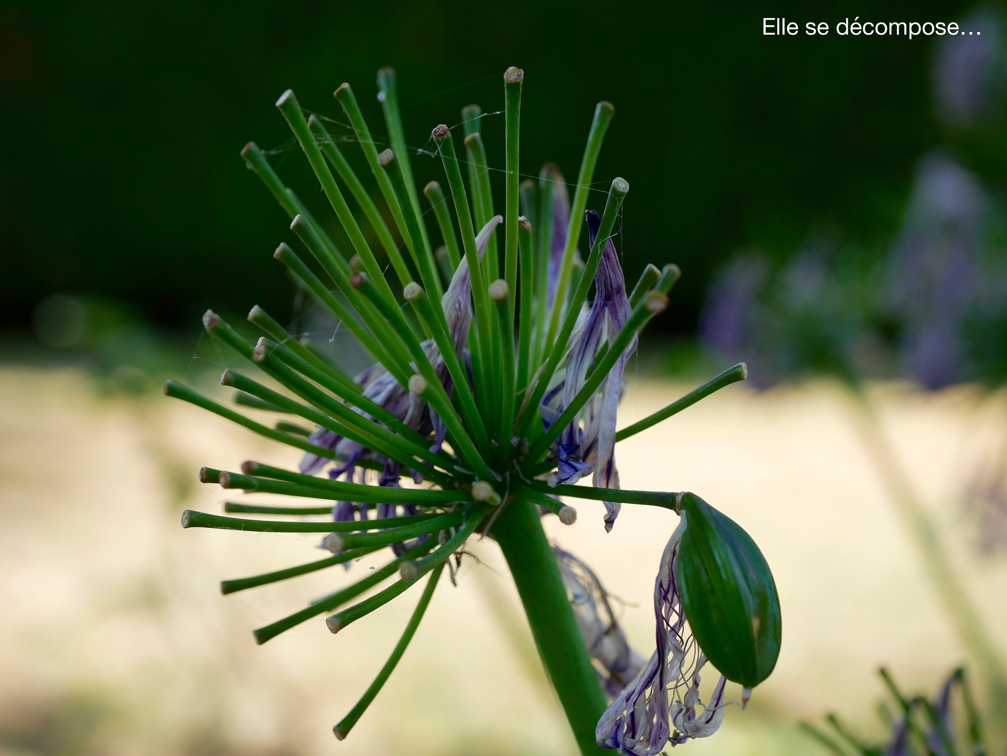 Panasonic Lumix G Macro 30mm F2.8 ASPH Mega OIS sample photo. Elle se décompose! photography