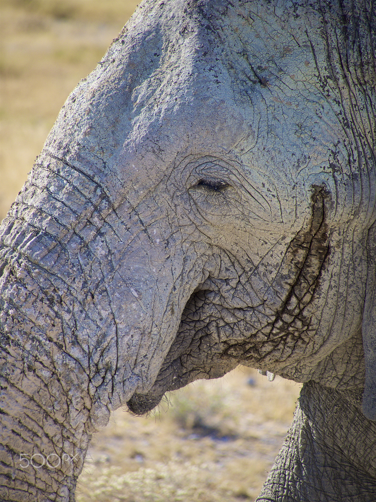 Olympus OM-D E-M1 sample photo. The desert elephant photography