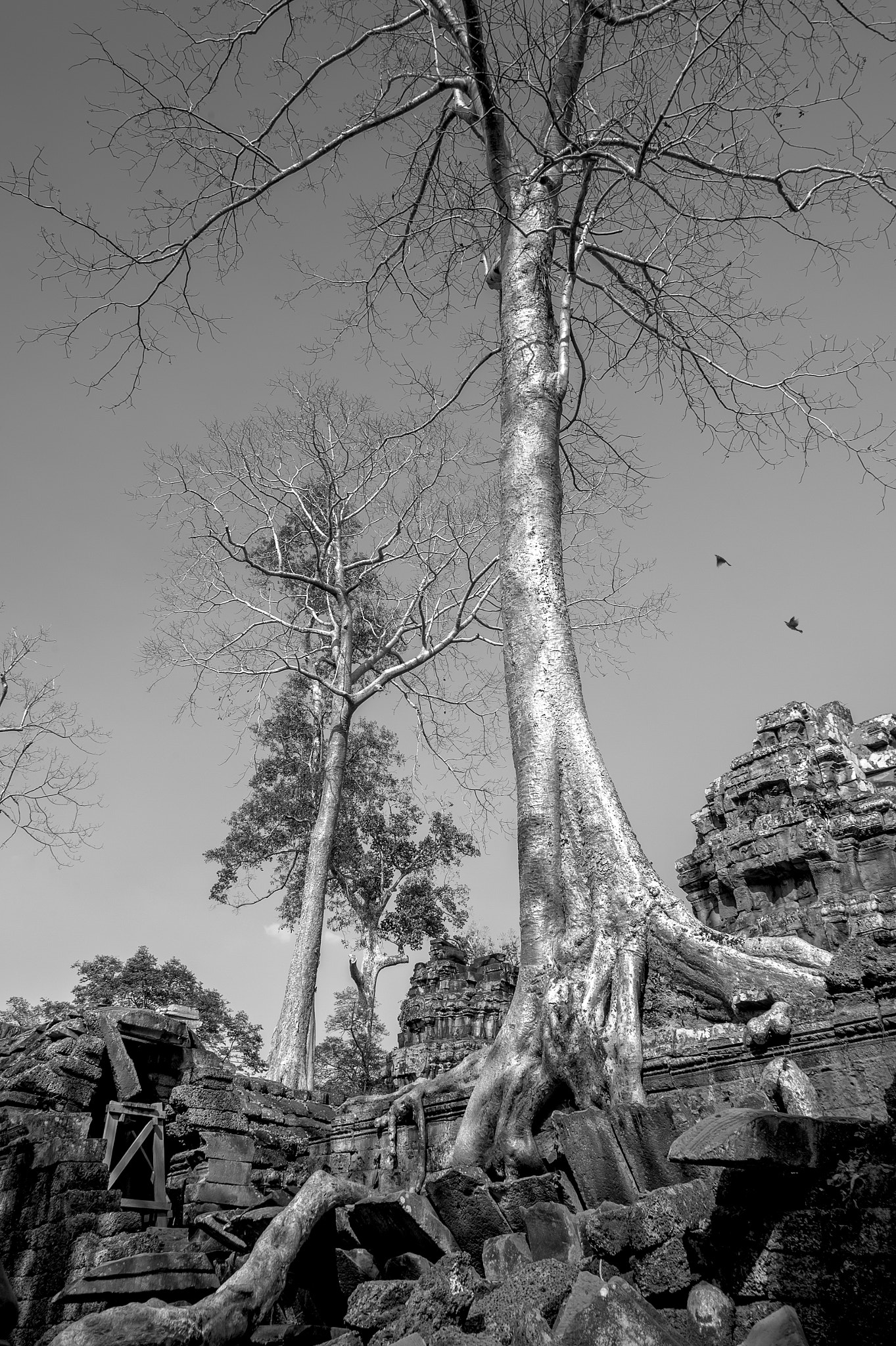 Nikon D4 sample photo. Angkor wat photography