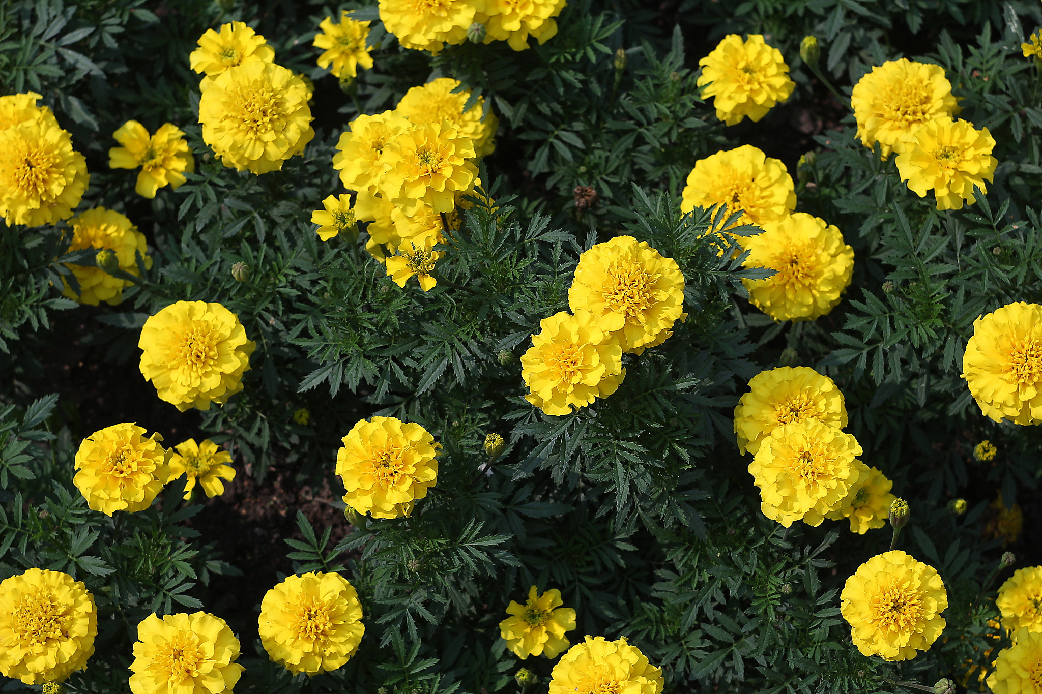 Canon EF 35-80mm f/4-5.6 sample photo. Marigold photography