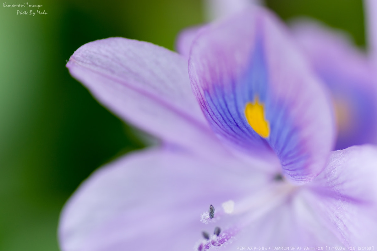 Pentax K-5 IIs sample photo. Water hyacinth（ホテイアオイ） photography