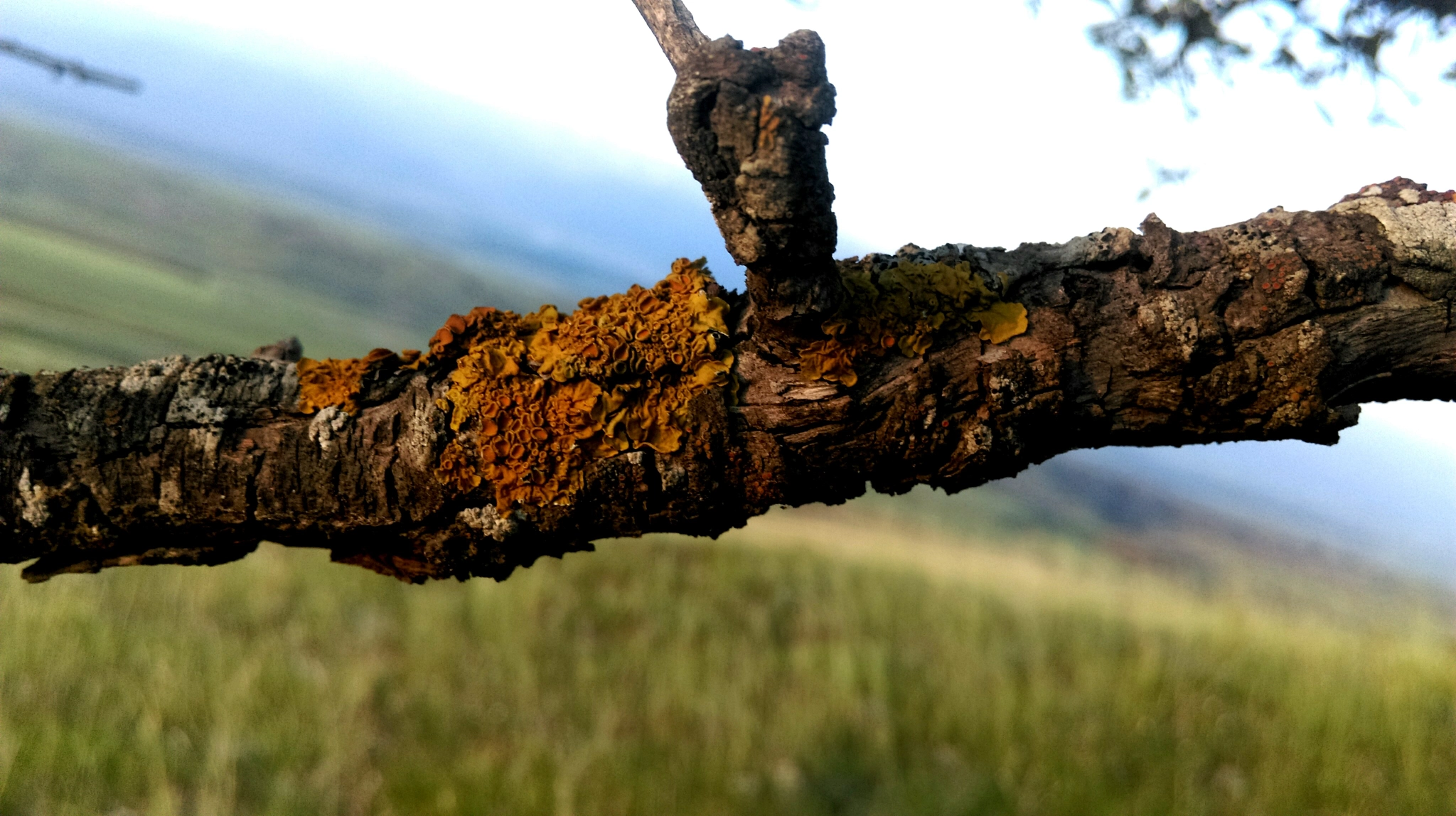 HTC 0P9C8 sample photo. Branch of fate photography