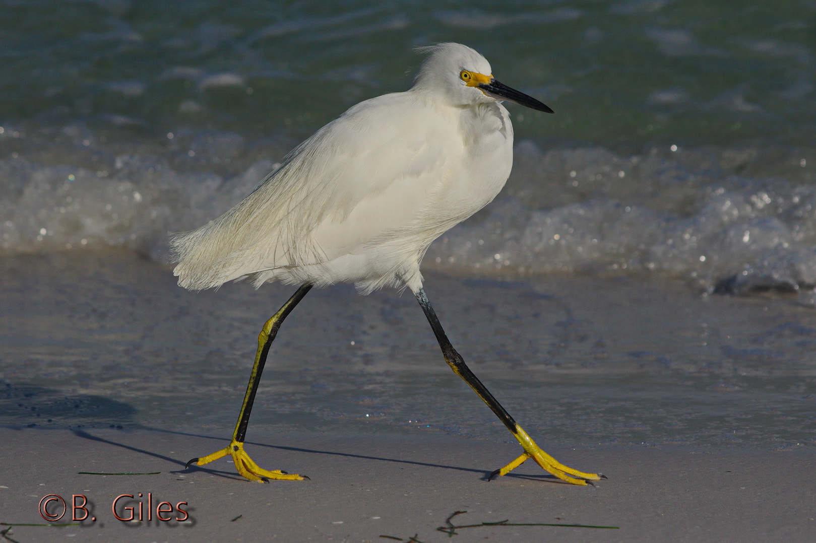 Pentax smc DA* 60-250mm F4.0 ED (IF) SDM sample photo. Tip toeing by photography