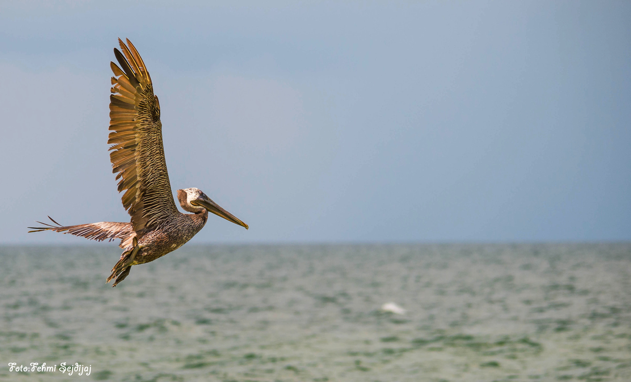 Sigma 150-500mm F5-6.3 DG OS HSM sample photo