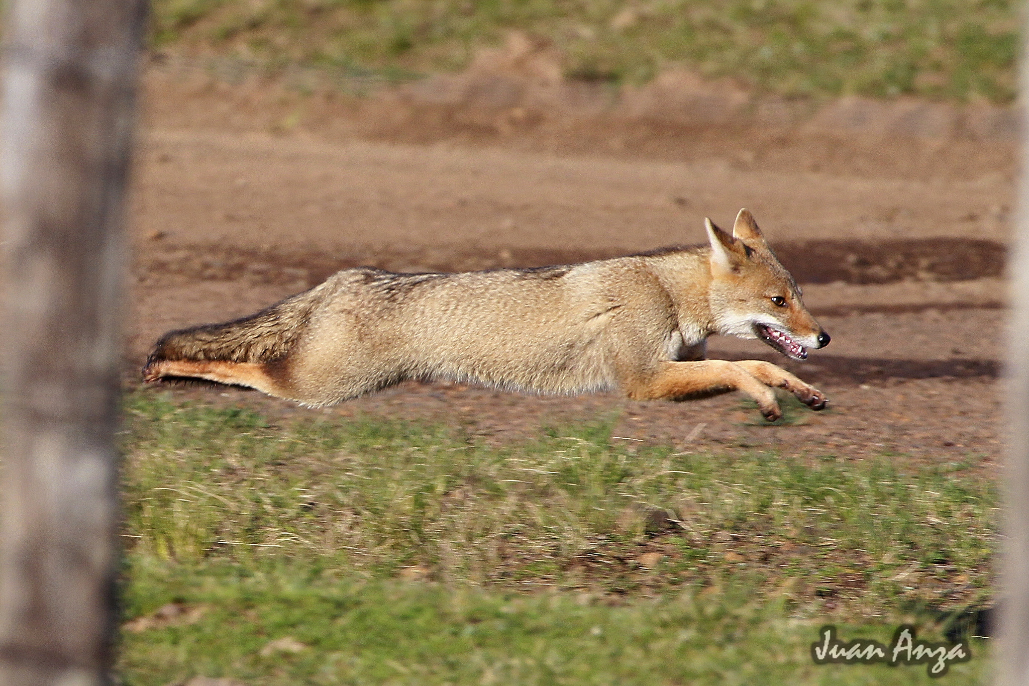 Canon EF 100-400mm F4.5-5.6L IS USM sample photo. The flying pampas fox photography