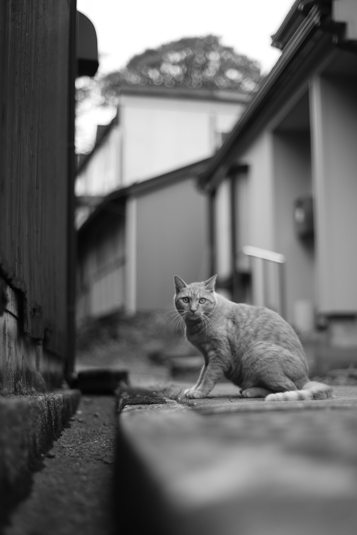 ZEISS Planar T* 50mm F1.4 sample photo. 路地裏 photography