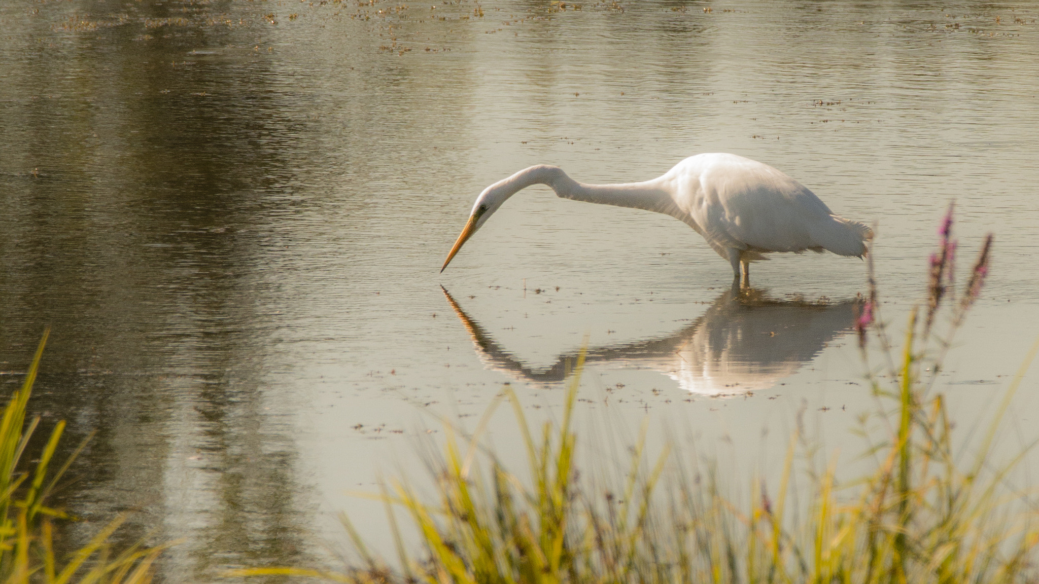 Sigma 150-600mm F5-6.3 DG OS HSM | C sample photo. Grande aigrette photography