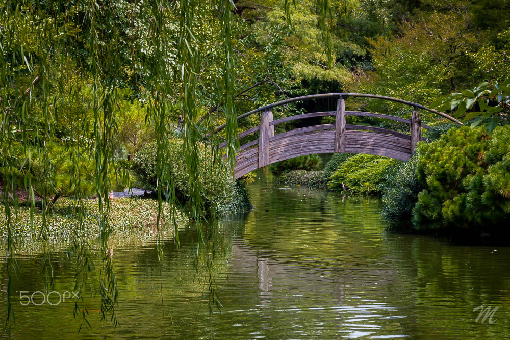 Canon EOS 550D (EOS Rebel T2i / EOS Kiss X4) sample photo. Bridge and willow photography