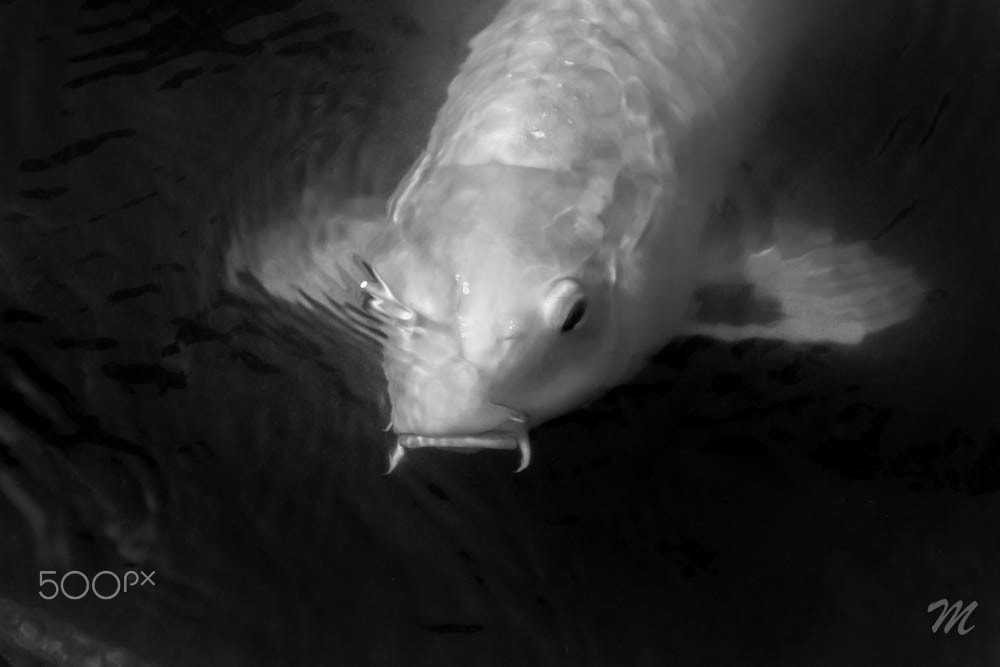 Canon EOS 550D (EOS Rebel T2i / EOS Kiss X4) sample photo. Ghostly carp photography