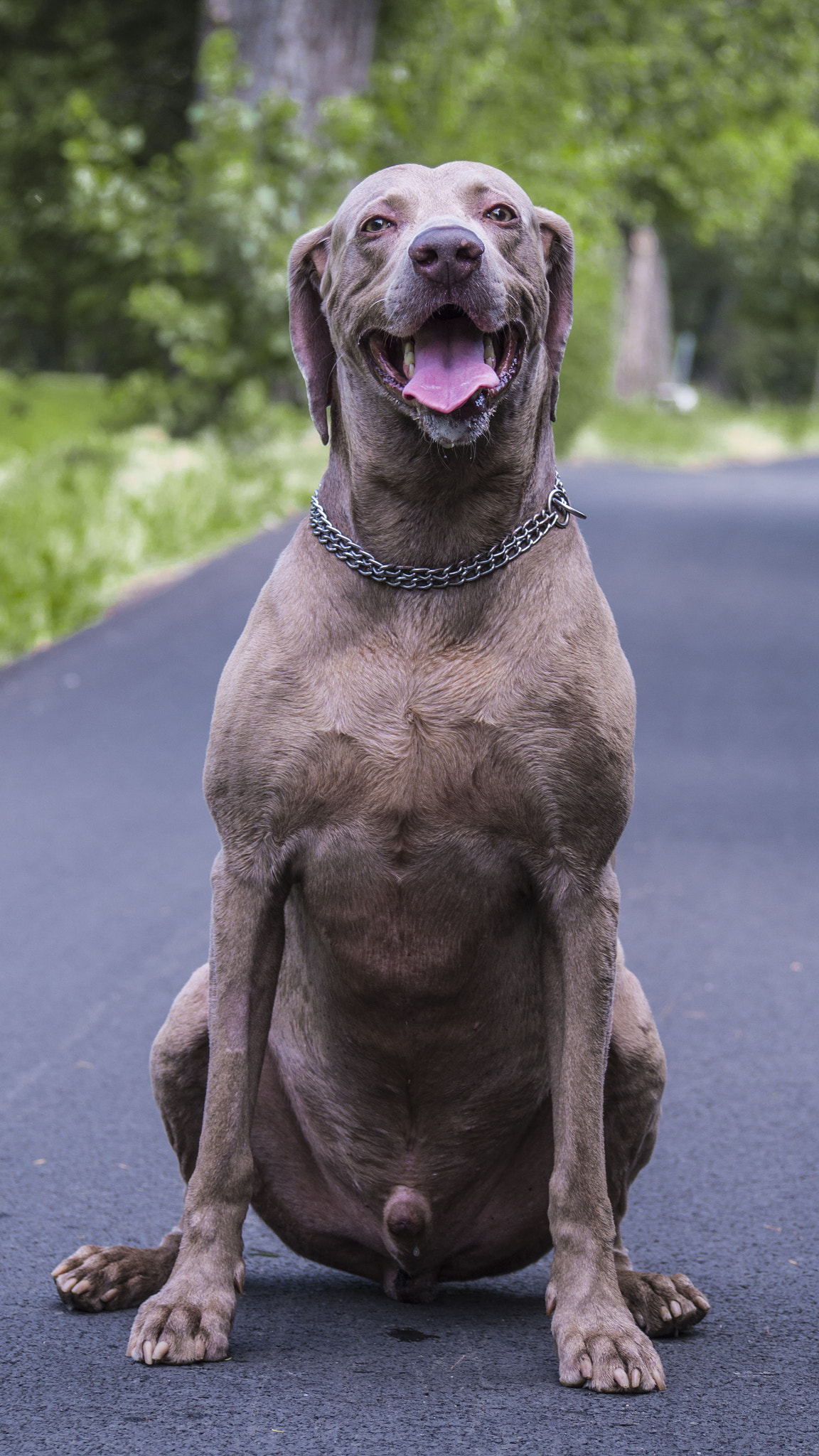 Olympus PEN E-PL6 sample photo. My dog - denny photography