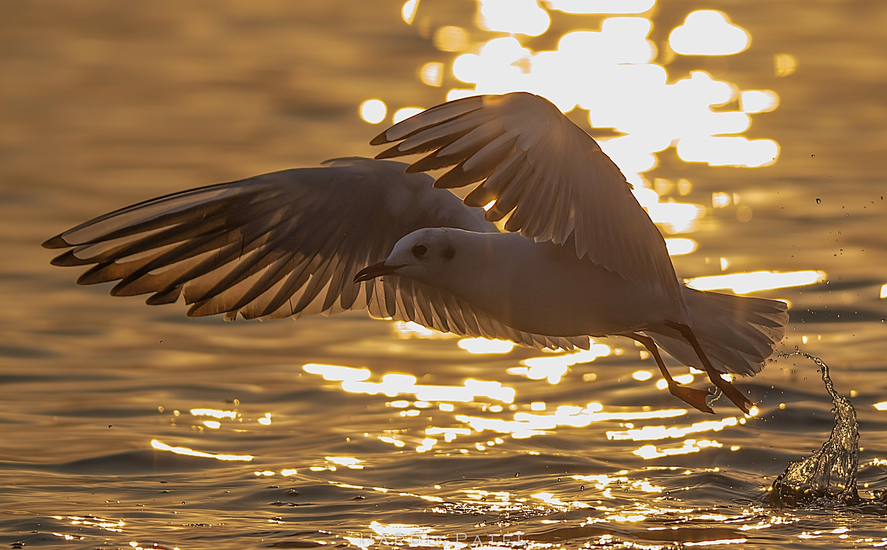 Nikon D4S sample photo. Golden light photography