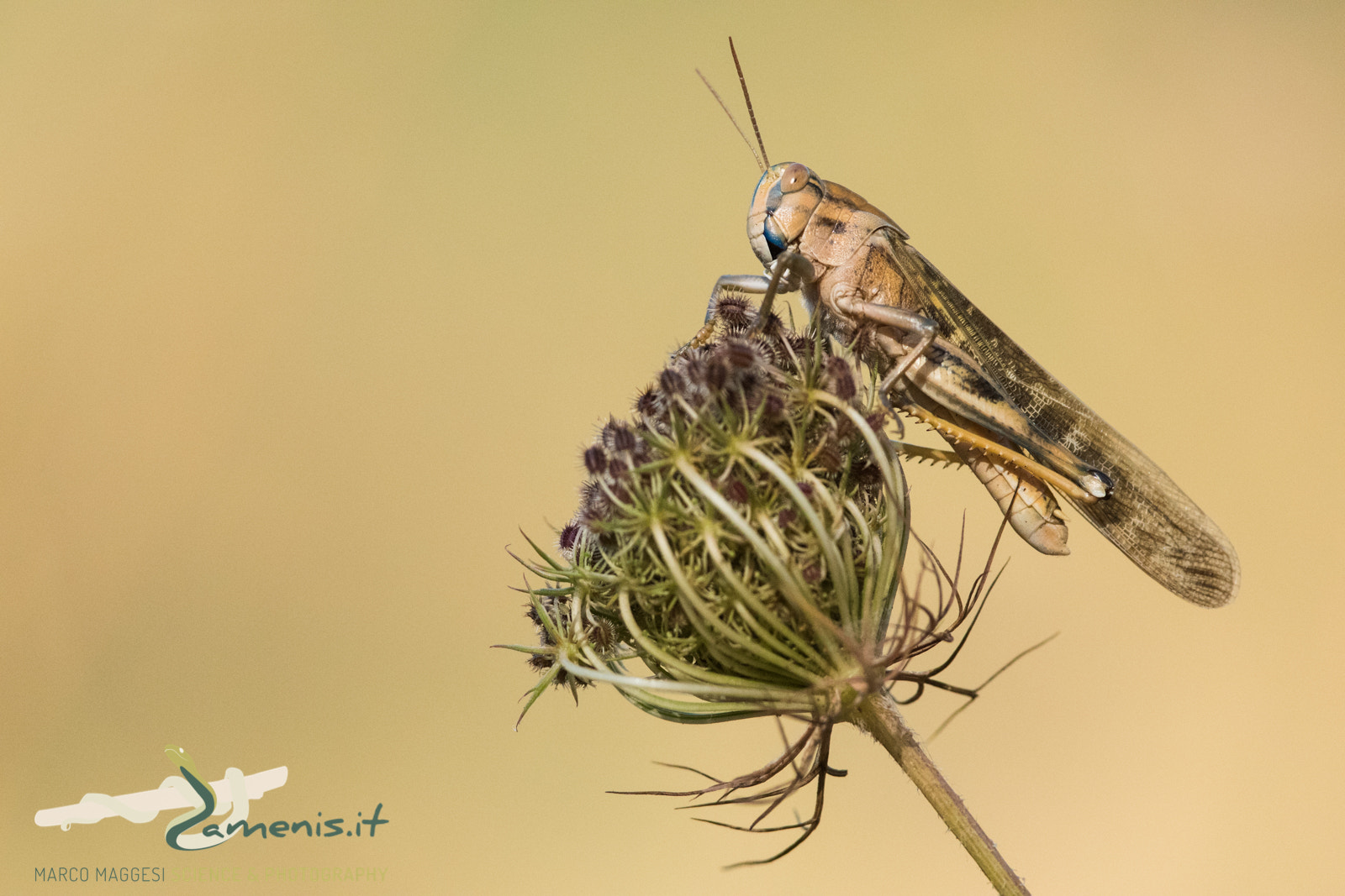 Nikon D810 + Nikon AF-S Nikkor 300mm F4D ED-IF sample photo. Grasshopper in tuscany photography