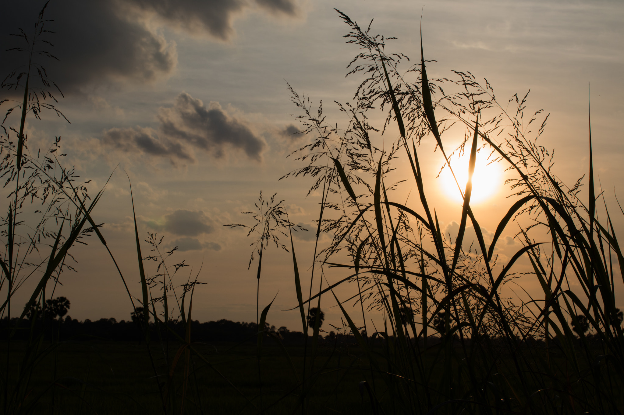 Sigma 50mm F1.4 EX DG HSM sample photo. ์nature photography
