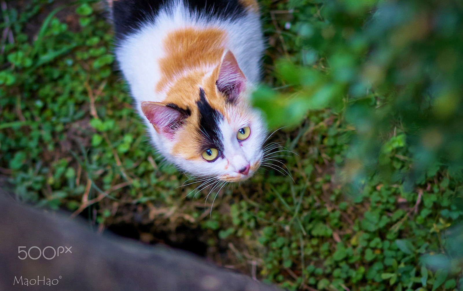 Sony Planar T* 50mm F1.4 ZA SSM sample photo. Three cat photography