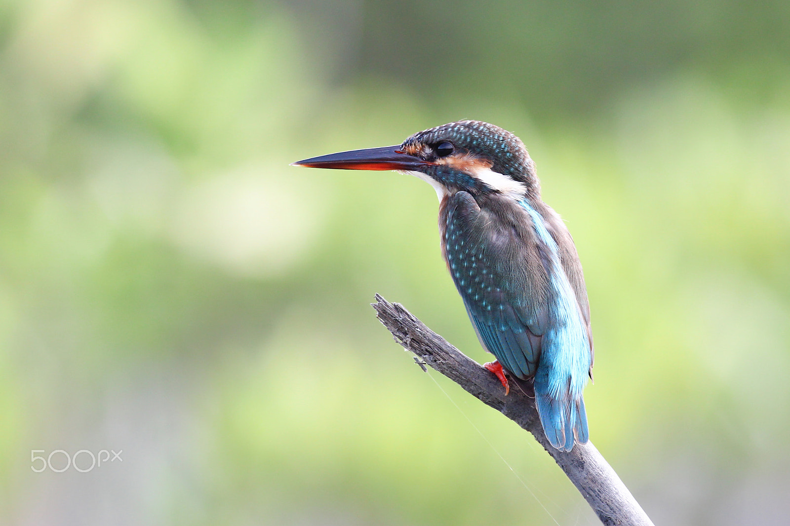 Canon EOS 600D (Rebel EOS T3i / EOS Kiss X5) + Canon EF 400mm F5.6L USM sample photo. Common kingfisher bird photography