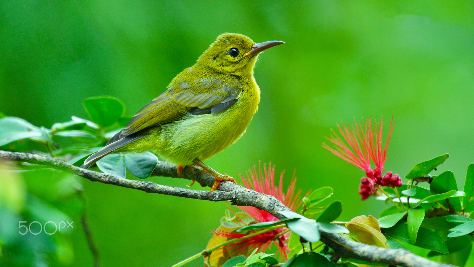 Canon EF 100-400mm F4.5-5.6L IS USM sample photo. Yellow bird photography