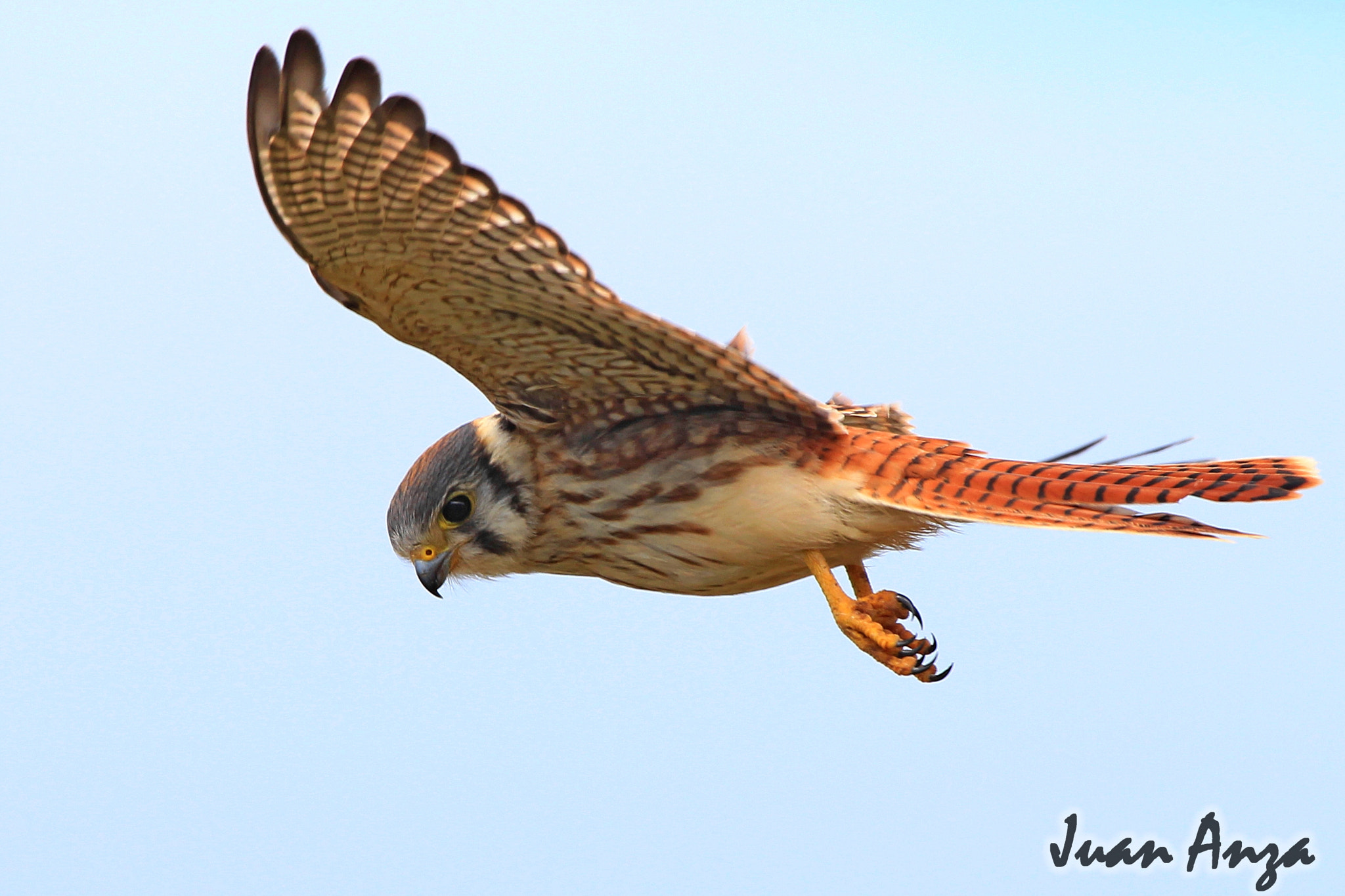 Canon EOS 650D (EOS Rebel T4i / EOS Kiss X6i) + Canon EF 100-400mm F4.5-5.6L IS USM sample photo. Flying american kestrel photography