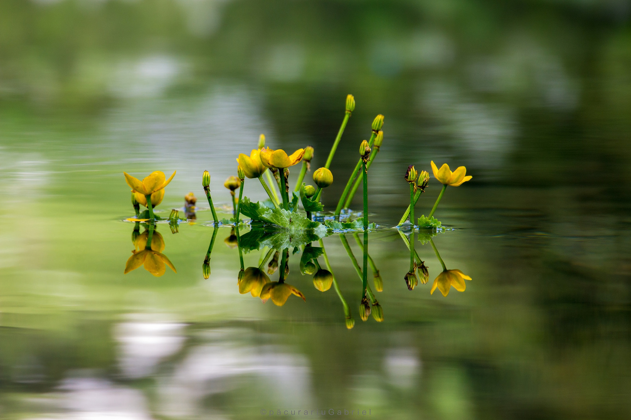 Canon EF 24-105mm F3.5-5.6 IS STM sample photo. Yelow on water photography