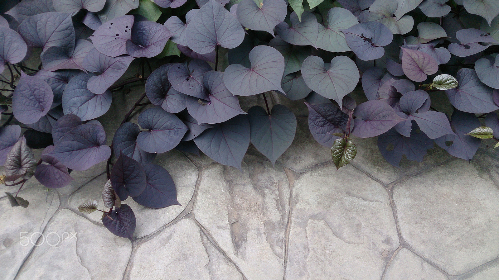 Sony Xperia ZR sample photo. Purple heart photography