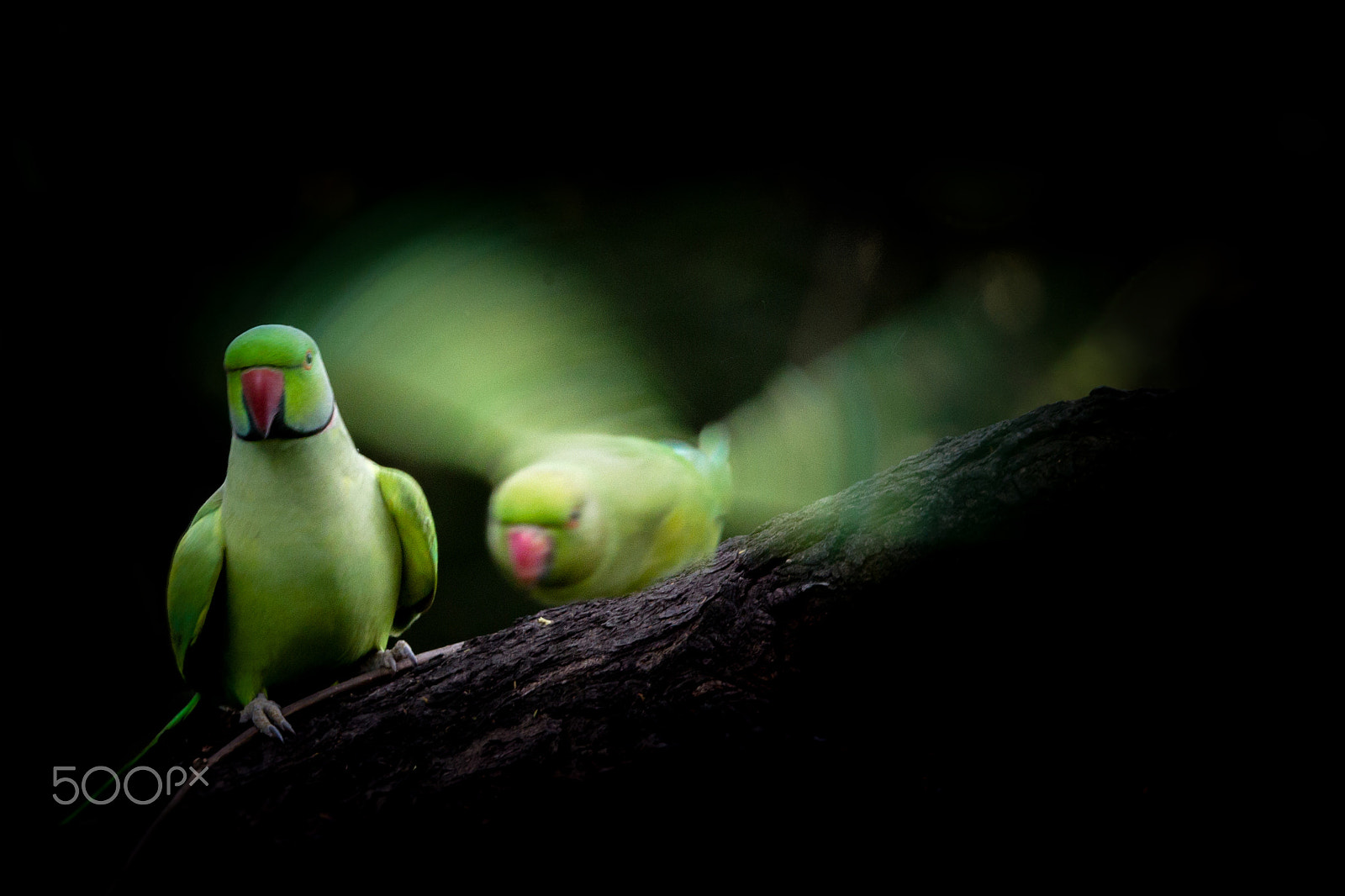 Canon EF 500mm F4L IS II USM sample photo. Ghost parakeet photography