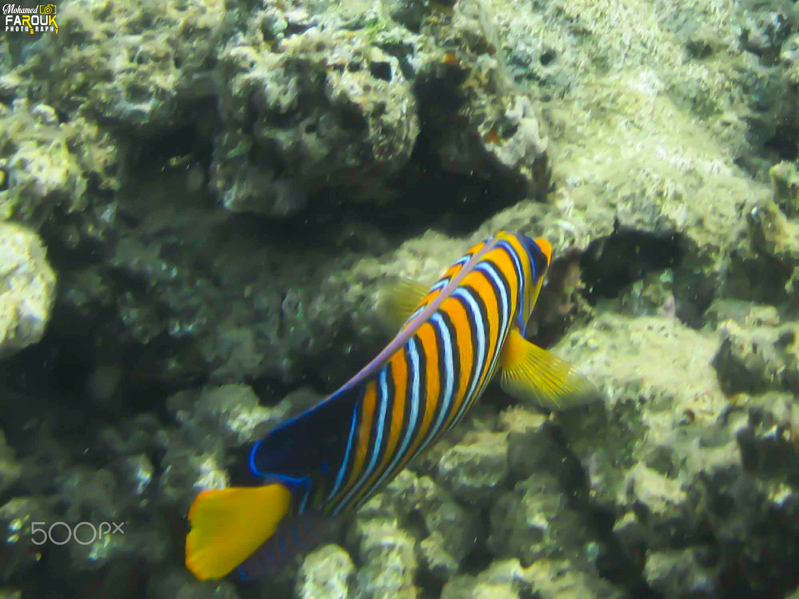 Canon PowerShot ELPH 135 (IXUS 145 / IXY 120) sample photo. Royal angelfish photography