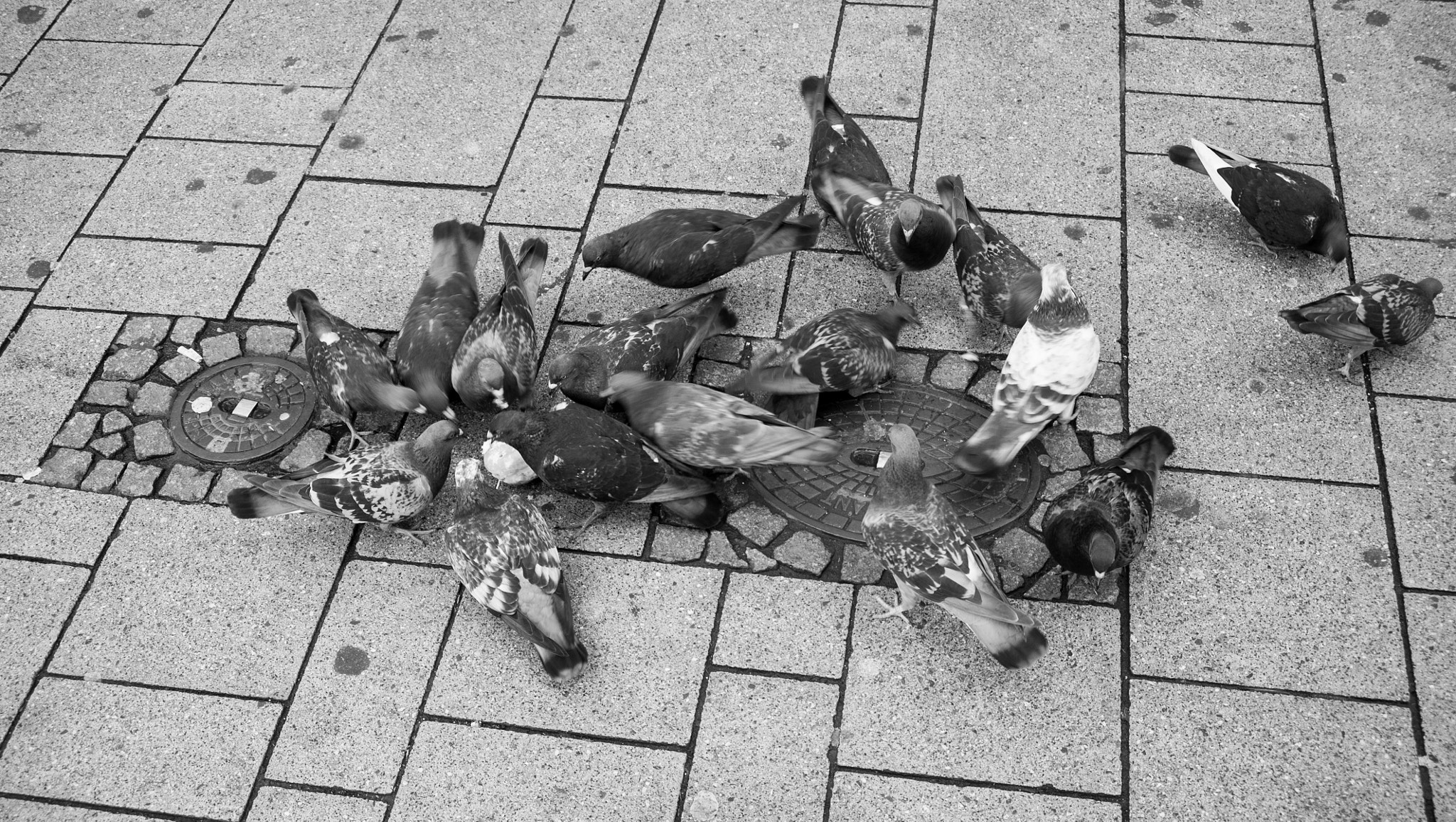 AF Zoom-Nikkor 28-70mm f/3.5-4.5D sample photo. Food fight! photography