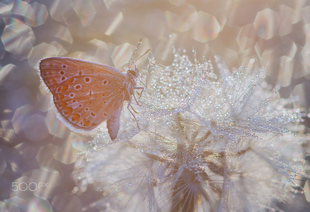 Sigma 105mm F2.8 EX DG Macro sample photo. Morning dream photography