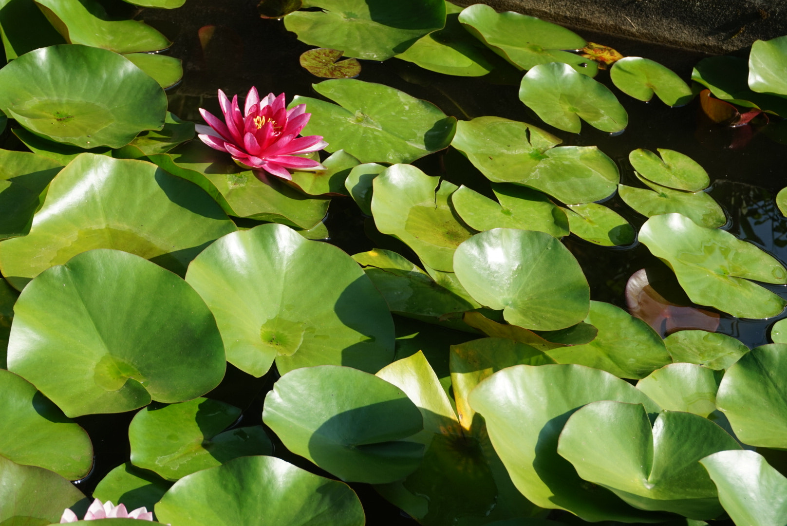 Sony Alpha QX1 sample photo. Lotus flowers in holy trinity st. george monastery. photography