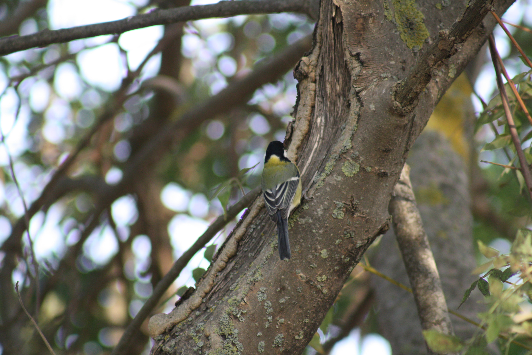 Canon EF 75-300mm f/4-5.6 USM sample photo. Img photography